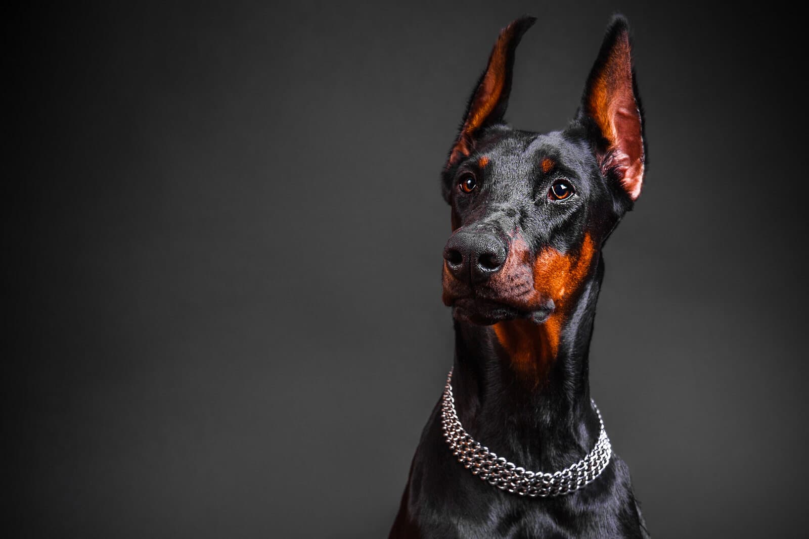 A dog portrait on a dark background.