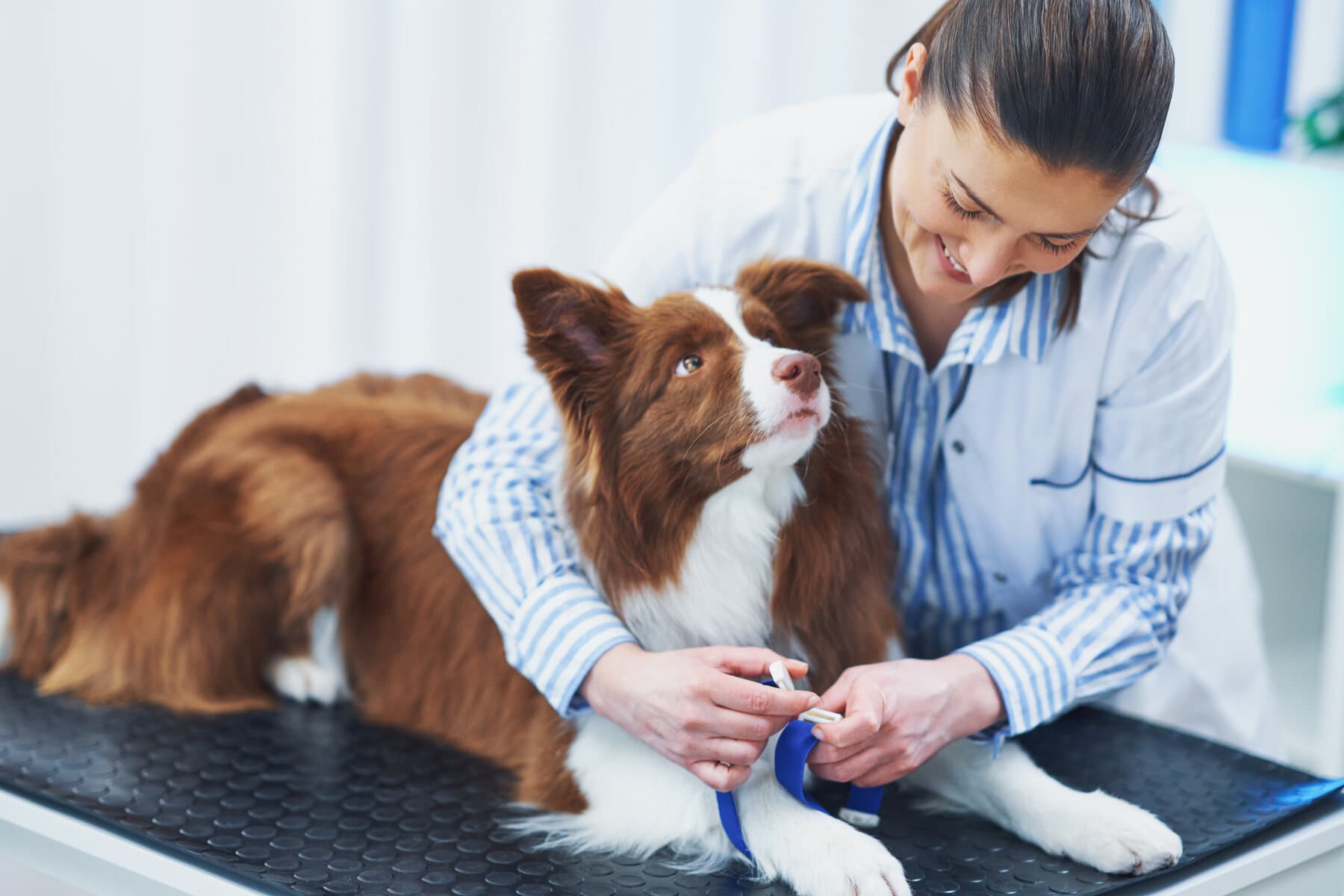 A veterinarian examining a calm dog in a bright clinic.